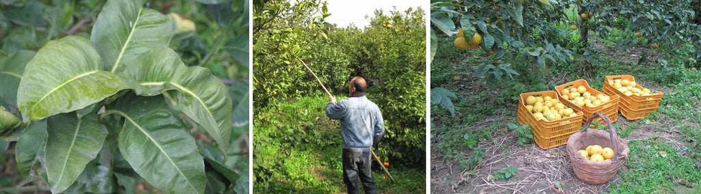 How is bergamot oil sourced? The origins of the bergamot tree are unknown, however it is only successfully grown in a few places in the world. Bergamot trees grow abundantly in Calabria, the extreme south of Italy, which occupies the toe of the country’s boot-shaped peninsula. Interestingly enough, the bergamot tree cannot grow in Sicily despite its proximity to the region where it thrives. | Stash Tea